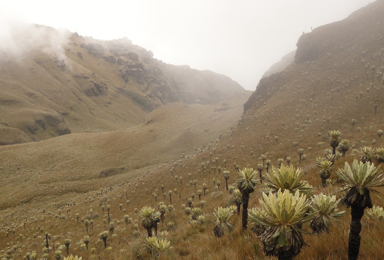 Niebla ascendiendo por una ladera de páramo