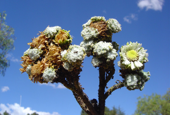 AST Xenophyllum dactylophyllum