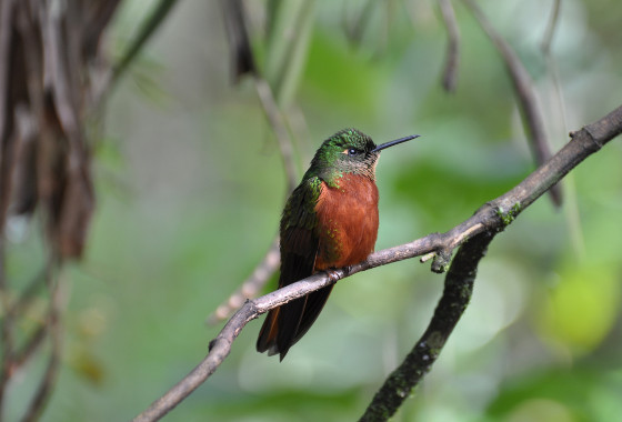 Chestnut-breasted Coronet Boissonneaua matthewsii