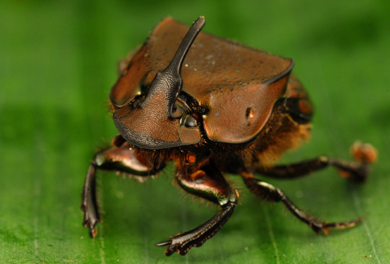 Phanaeus chalcomelas male
